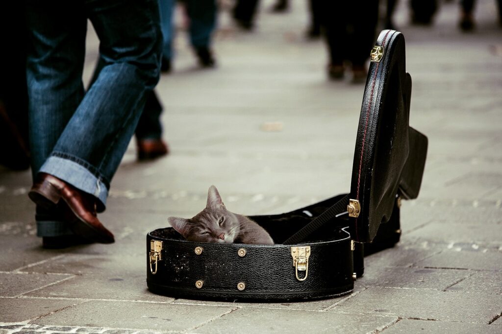 Gato case violão doação ajuda